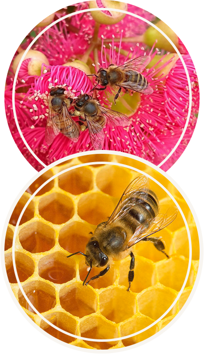 How Red Gum Honey is produced by the-Bees?